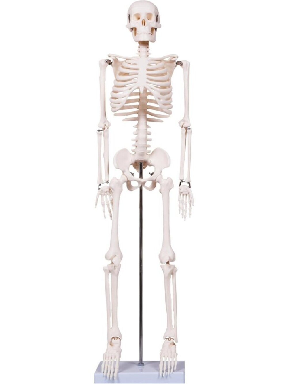 Realistic Human Skeleton Model 33.4” with Stand, Removable Limbs for Anatomy